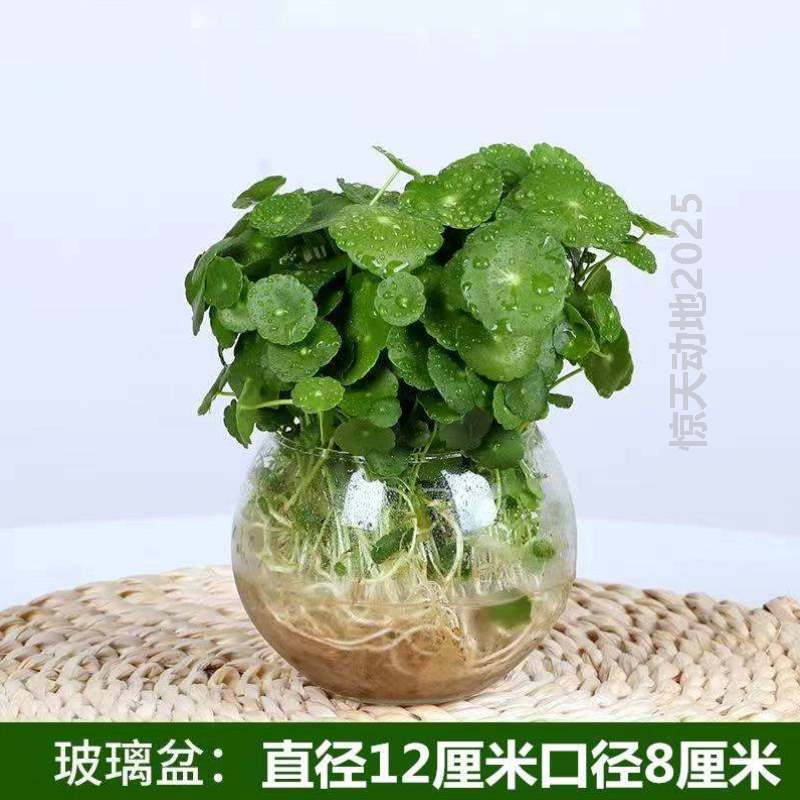 花器绿水带叶植水仙生好家居盆景简约办公室RRT6900金钱草睡莲养 鲜花速递/花卉仿真/绿植园艺 花托/移动托盘 原图主图