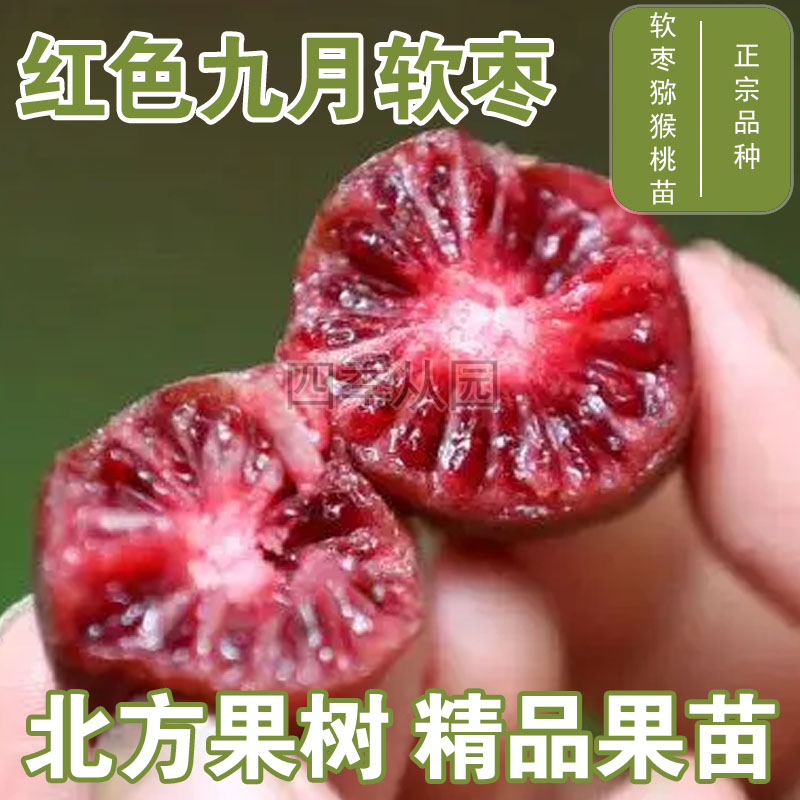 红色九月软枣猕猴桃苗爬藤圆枣子苗东北耐寒软枣子苗当年结果软枣
