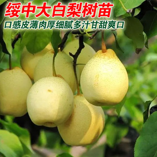 绥中大白梨树苗嫁接白梨苗东北大白梨树苗南北方种植耐寒梨树结果