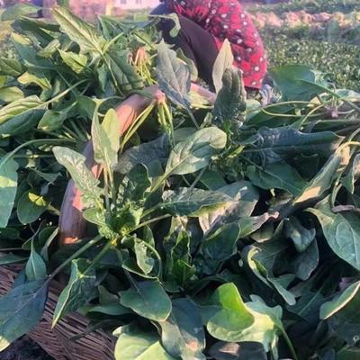 湖北随州安居地道土菠菜甜不麻农家土菠菜红根菠菜