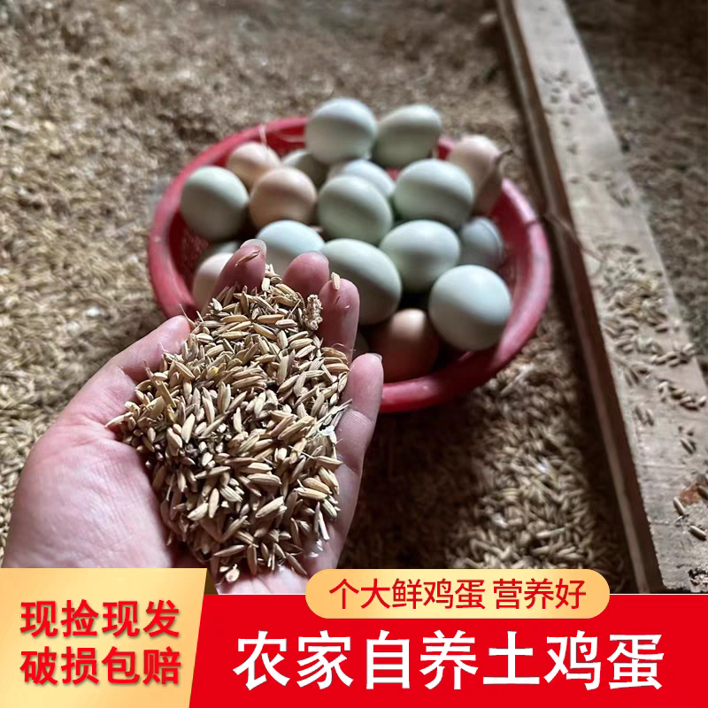 新鲜自养农家散养柴鸡蛋无激素笨鸡蛋孕妇宝宝土鸡蛋
