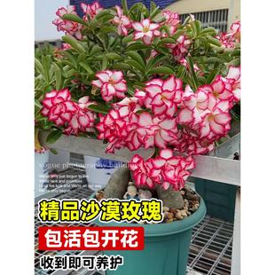 重瓣沙漠玫瑰花苗盆栽四季 花卉绿植物老桩室内阳台小盆景开花不断