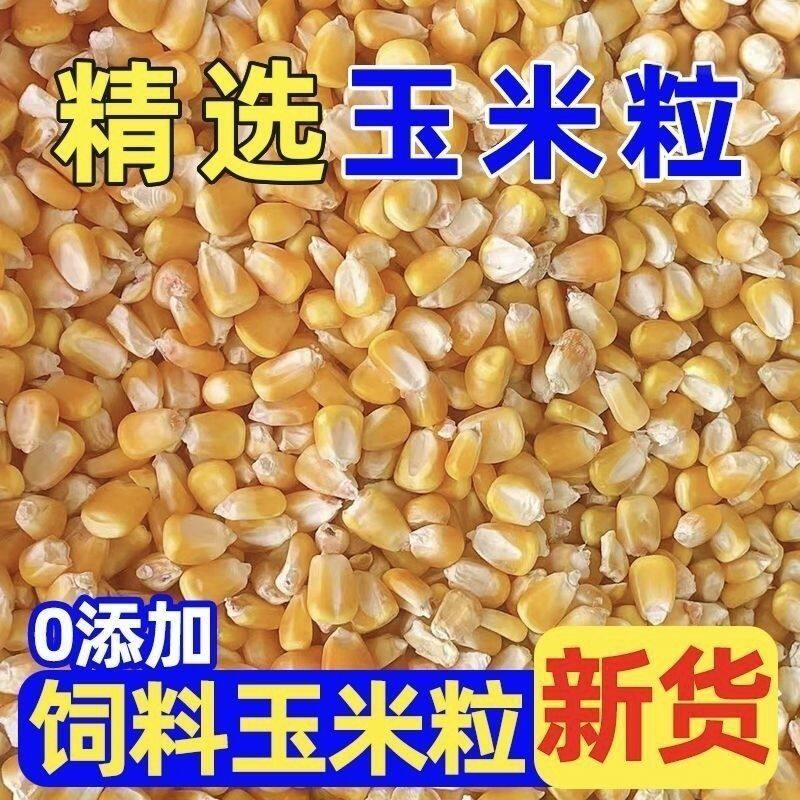 大玉米粒喂鸡鸭猪100斤50斤5斤装