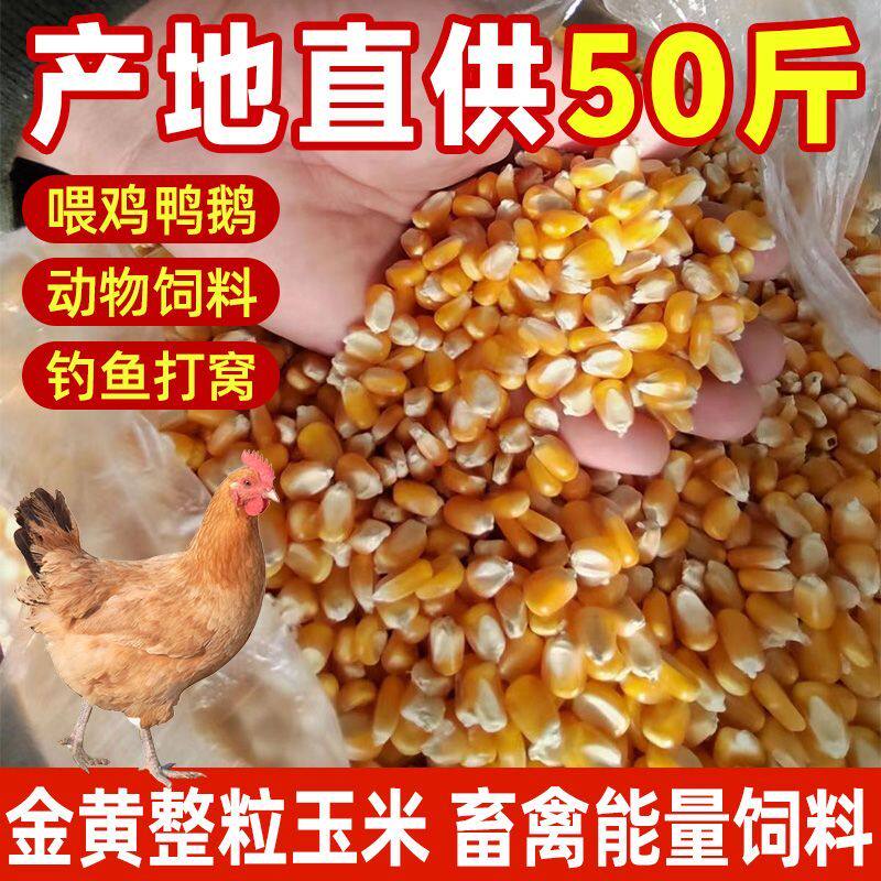 大玉米粒喂鸡鸭猪100斤50斤5斤装