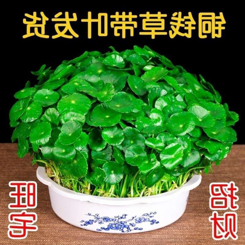 水培铜钱草盆栽室内室外花卉金钱草绿植易养活绿植花草植物独立站 鲜花速递/花卉仿真/绿植园艺 造型盆景 原图主图