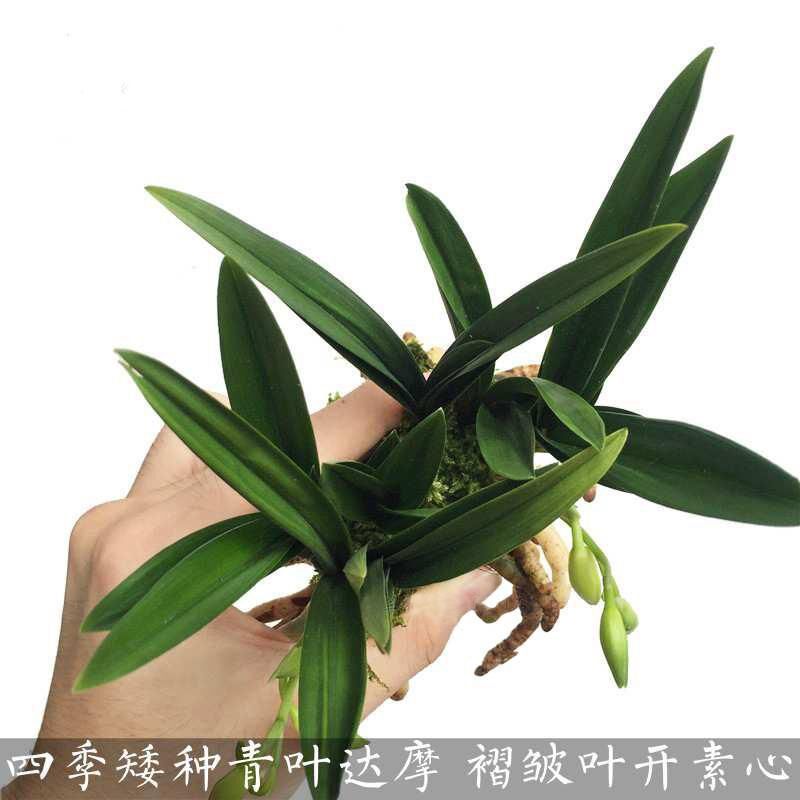有香味的兰花苗 矮m种建兰青叶灵素达摩 夏带花苞出售室内外花卉