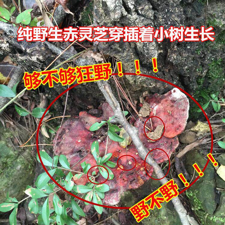 神农架深山天赤然纯野生灵芝整枝可切胜磨粉长IJR白山林片芝250g