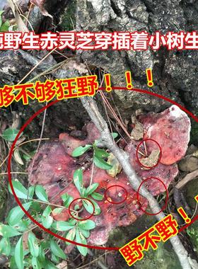 神农架深山天赤然纯野生灵芝整枝可切胜磨粉长IJR白山林片芝250g