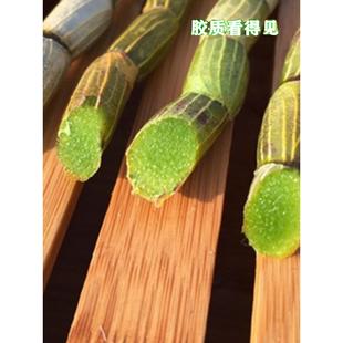 5乐清雁荡AZJ山新鲜石皮斛鲜铁条石斛00g四年云南铁皮石斛枫斗