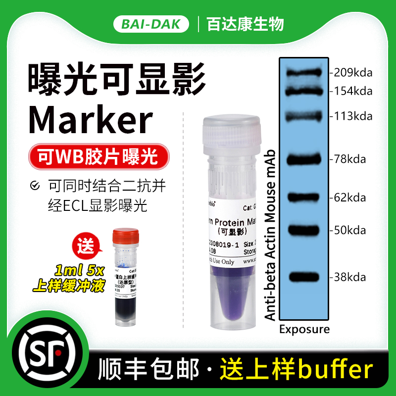 WB曝光可显影预染蛋白Marker 可同时结合二抗ECL显影 胶片曝光