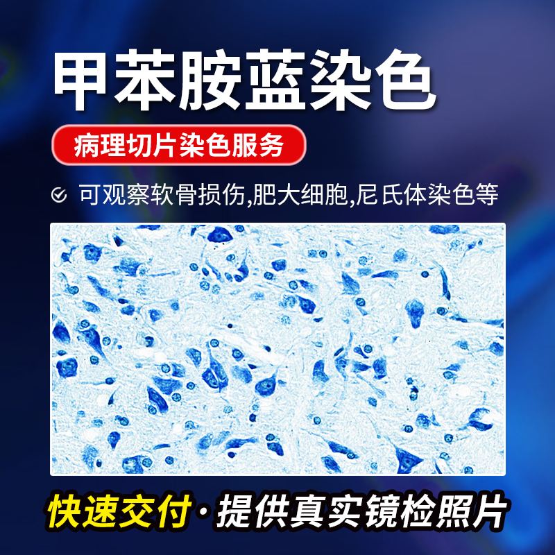 甲苯胺蓝染色扫描分析服务