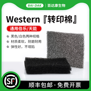 转印棉 Blot 湿转转印海绵垫 海绵衬垫 通 百达康 多孔垫 Western