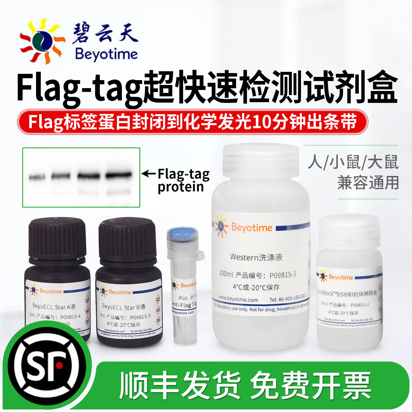 碧云天Flag标签蛋白wb试剂盒