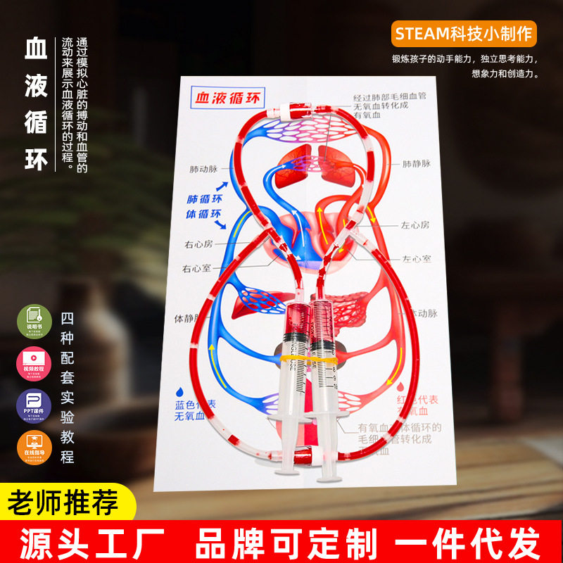 小学生科学实验器材 diy人体血液循环模型幼儿园科技小制作