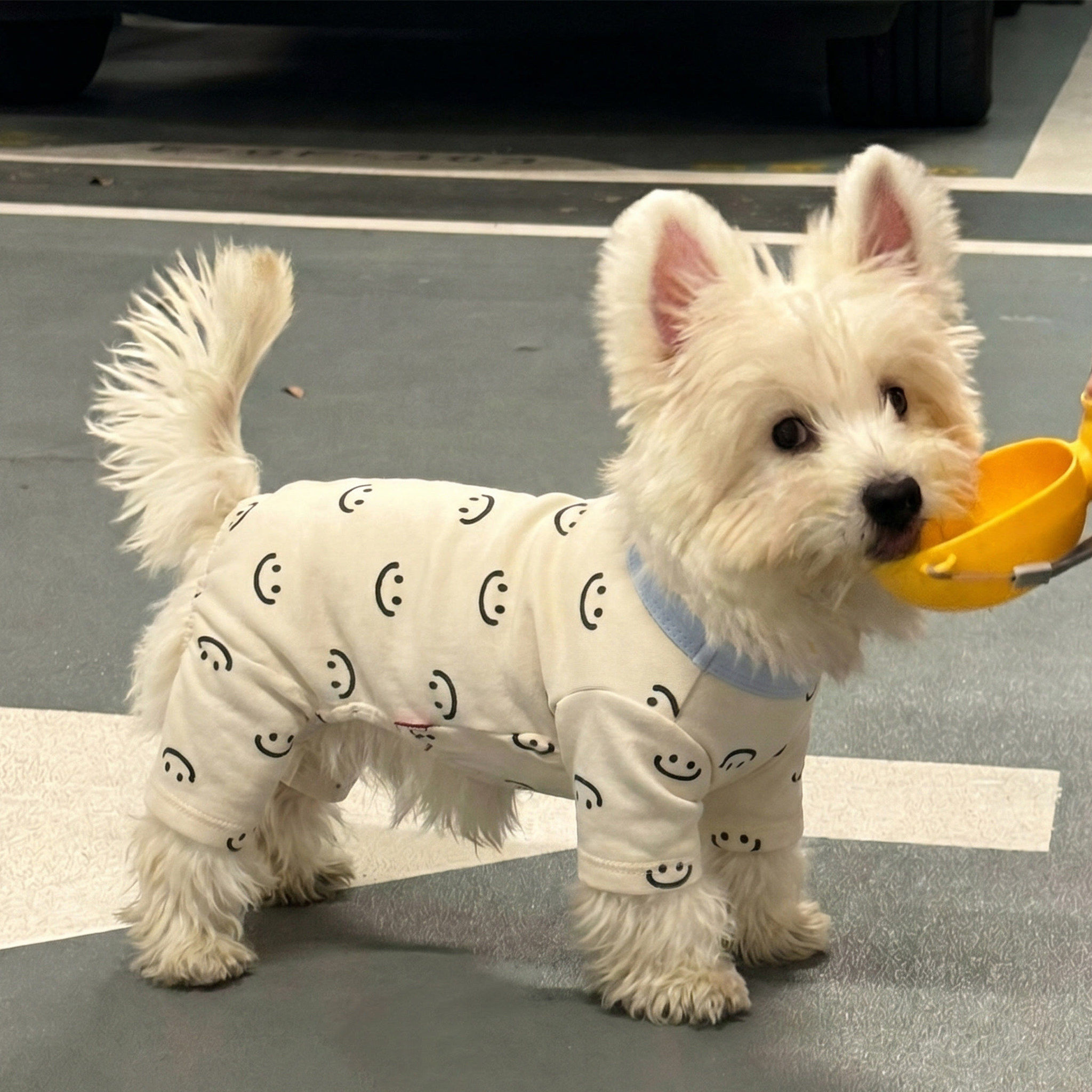 小狗衣服狗狗四脚衣夏季薄款猫咪家居服睡衣宠物服装小型犬比熊