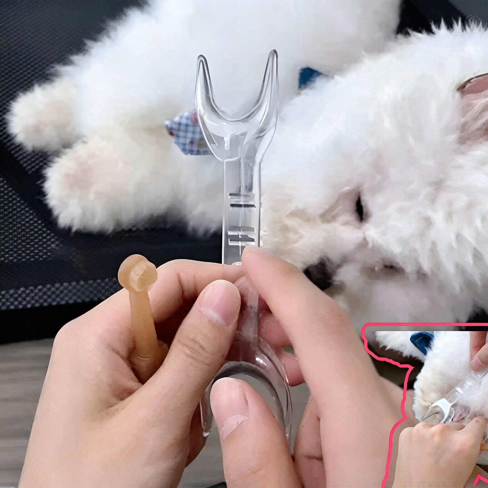 狗狗刷牙辅助器小狗扩嘴开口器小型犬阔嘴扩牙器宠物洗牙齿撑嘴器