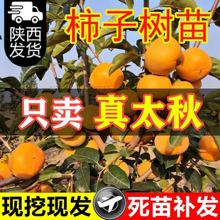真太秋甜柿树苗陕西发货嫁接脆甜柿树果苗当年结果南北方地栽盆栽