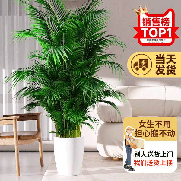 散尾葵植物盆栽客厅大型绿植室内落地办公室凤尾竹盆景天堂鸟凌之