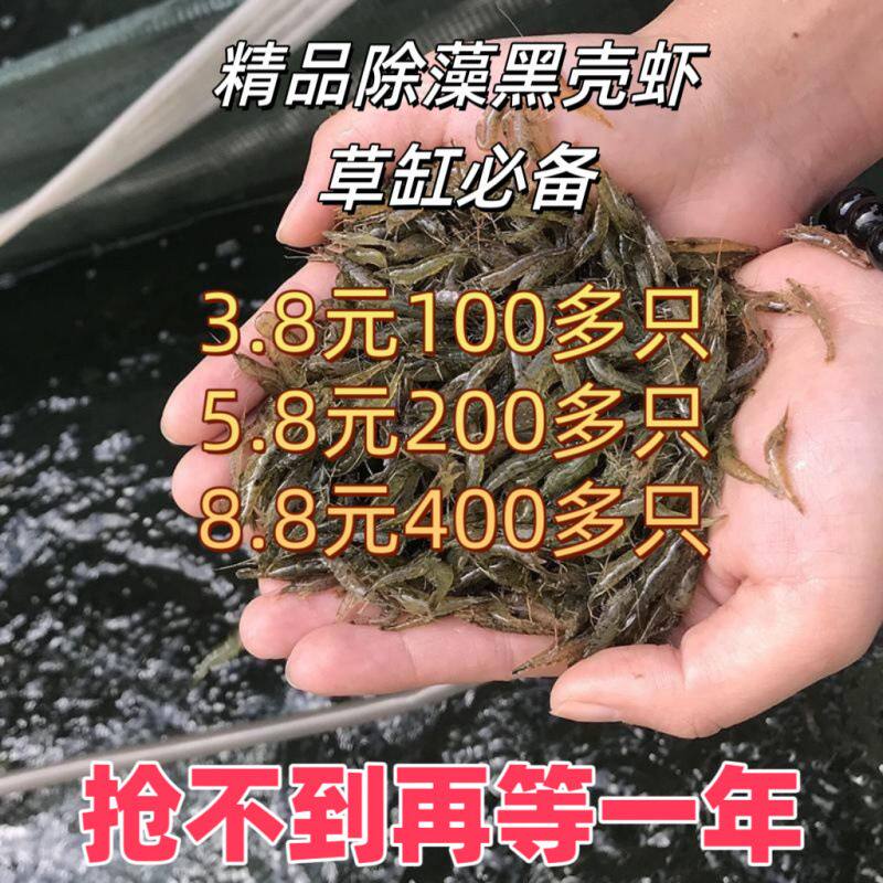 黑壳虾除藻虾饲料套餐淡水观赏虾缸清洁虾造景缸除藻工具虾