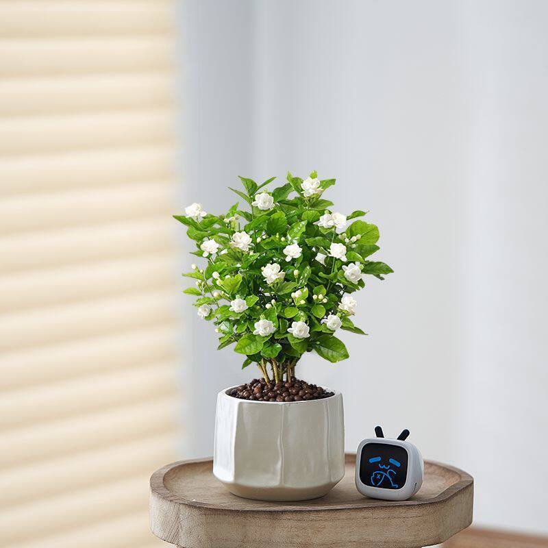 浓香茉莉花盆栽带花苞室内客厅净化空气驱蚊植物四季好养绿植花卉