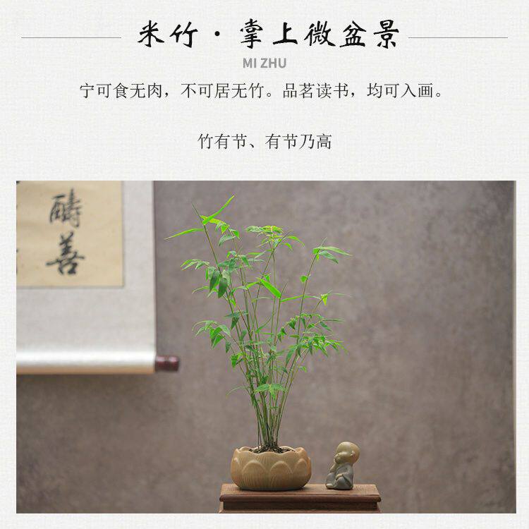 苔藓观音竹竹子植物盆栽绿植懒人书房室内客厅桌面办公室四季常青