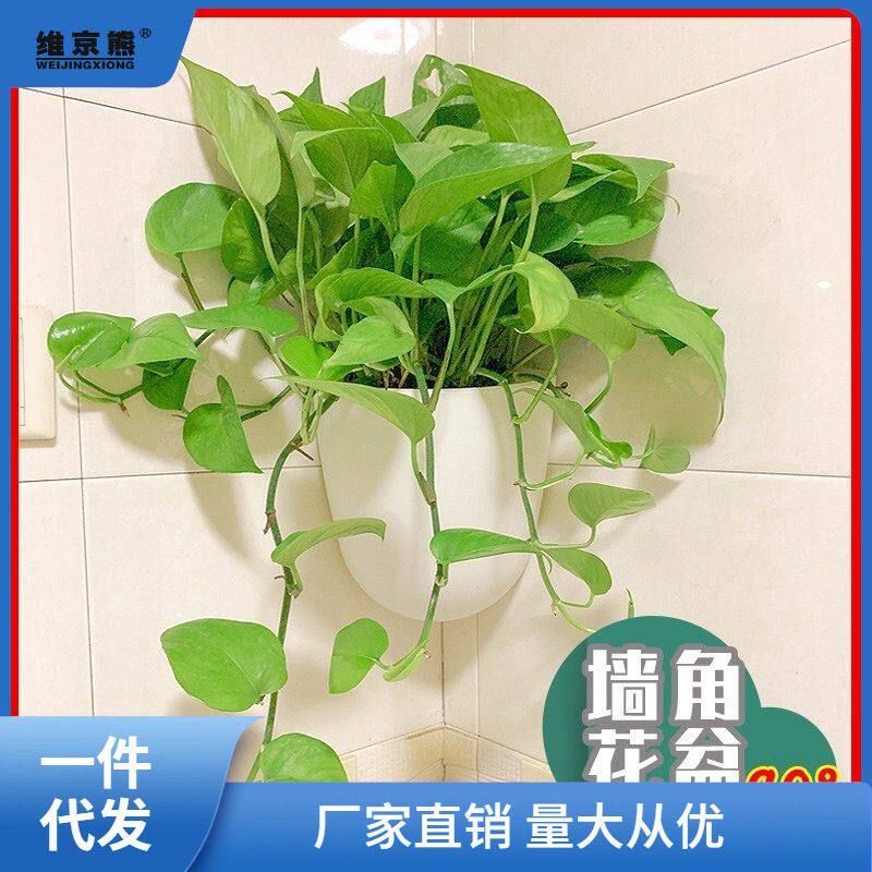 挂壁水培壁挂花盆 懒人绿萝墙壁塑料 挂式墙上 挂墙 悬挂式挂凌之