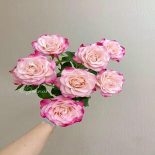 折射泡泡肯尼亚多头玫瑰花苗四季种植庭院小花多头月季抗病强植物