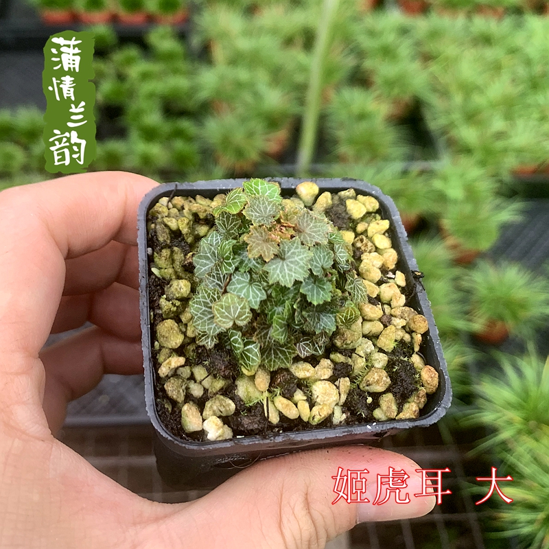 日本山野草姬雪之下姬虎耳草菖蒲草微型绿植小盆景多肉花卉室内