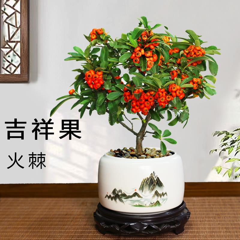 火棘树盆栽吉祥果盆景满堂红植物观果绿植阳台庭院开花结果小植物-封面