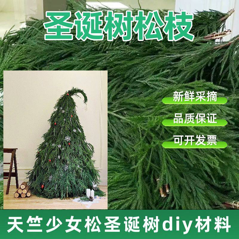 新鲜天竺少女松绿柏枝圣诞树装饰