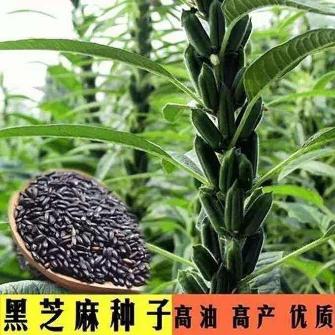 芝麻种子农科院养生黑芝麻优质非转基因春秋黑芝麻种子蔬菜种子