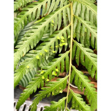 胎生狗脊蕨一叶蕨类植物老桩盆景网红蕨室内绿植造景禅意中式盆栽