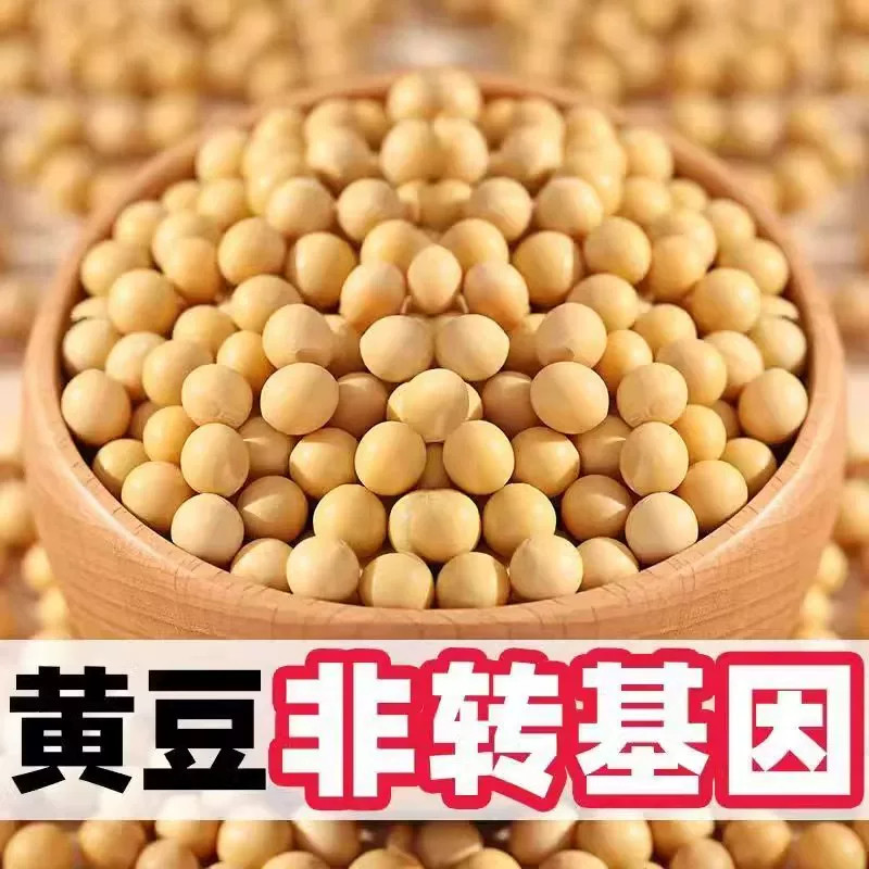 黄豆非转基因新货黄豆打豆浆专用农家自种黄豆发豆芽煲汤五谷杂粮