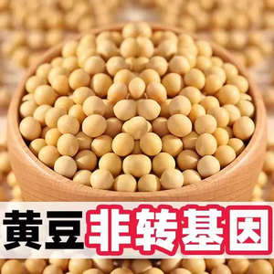 黄豆非转基因新货黄豆打豆浆专用农家自种黄豆发豆芽煲汤五谷杂粮