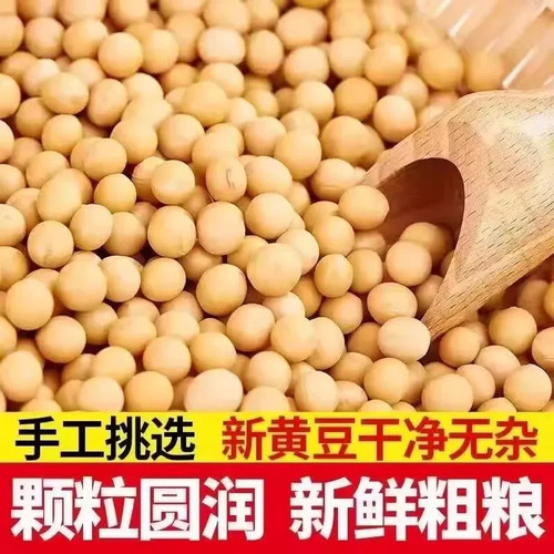 新货黄豆新鲜大豆非转基因黄豆大豆子豆浆原料五谷营养早餐