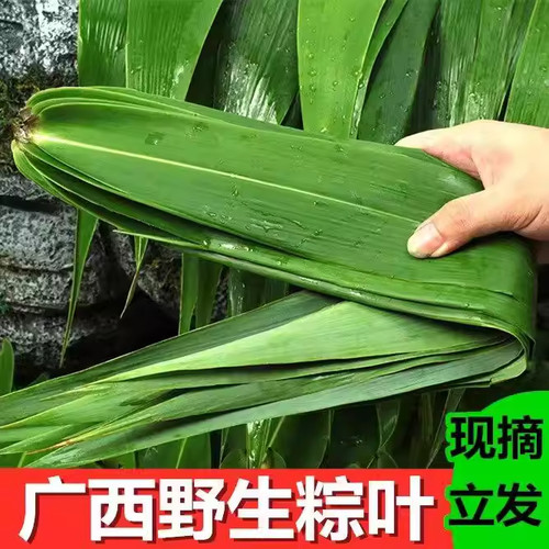 粽子叶新鲜粽叶大号现摘广西野生农家芒叶大叶包粽子叶端午芦苇叶