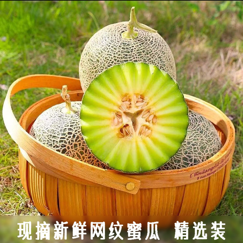 脆甜现摘网纹瓜网纹蜜瓜当季现摘现发玫珑蜜瓜哈密瓜精选香甜甜瓜