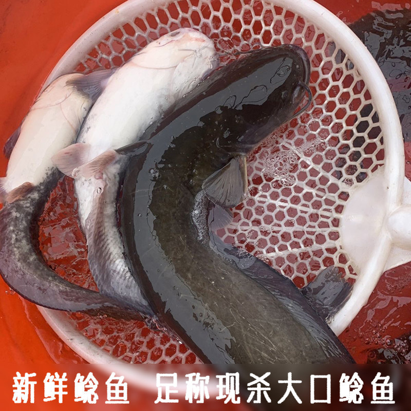 湖北宜昌本地大口鲶鱼胡子鲶鱼足称现杀土鲶鱼烧烤鱼酸菜鱼食材鱼