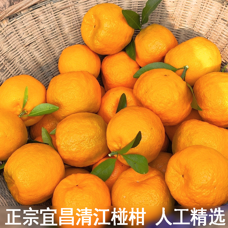 正宗清江椪柑农村现摘椪柑新鲜芦柑橘子精装桔子甜嫩多汁当季水果,水产肉类/新鲜蔬果/熟食,桔子,淘宝优惠券,粉丝福利购,淘宝优惠卷