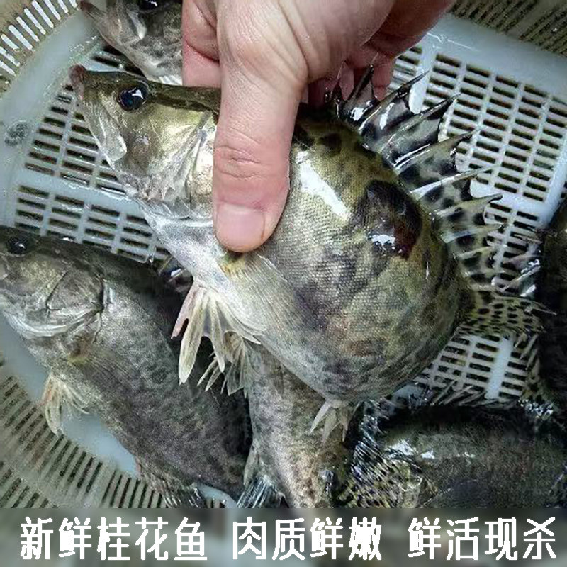 正宗鲜活现杀新鲜桂花鱼足称现杀鳜鱼鳌花鱼淡水鱼季花鱼  鳜鱼肉