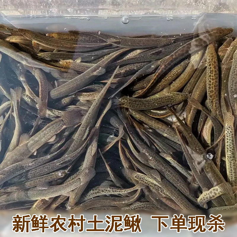 鲜活现杀泥鳅新鲜农村泥鳅鱼淡水青鳅黄板鳅鱼钓青鱼鳅新鲜黄泥鳅