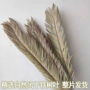 自然风干铁树叶天然叶子干花鱼缸造景散尾葵叶枯黄铁树叶人工精选