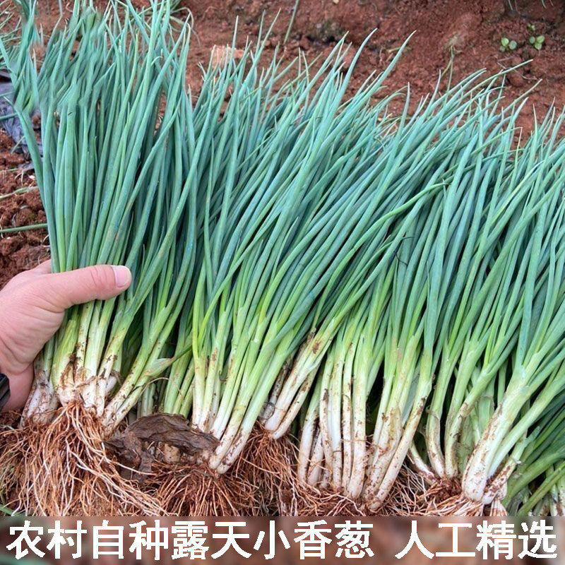 农家自种土分葱新鲜蔬菜四季分葱现挖带泥小香葱露天种植人工精选
