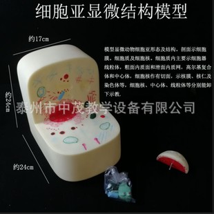 细胞亚显微结构模型 细胞器 细胞核 中心体 高尔基体生物模型器材