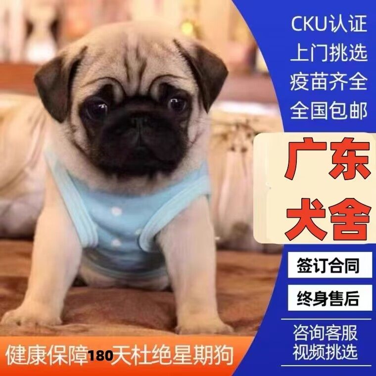 【佛山犬舍】纯种小型巴哥幼犬憨厚巴哥犬哈巴狗活体家养宠物狗狗