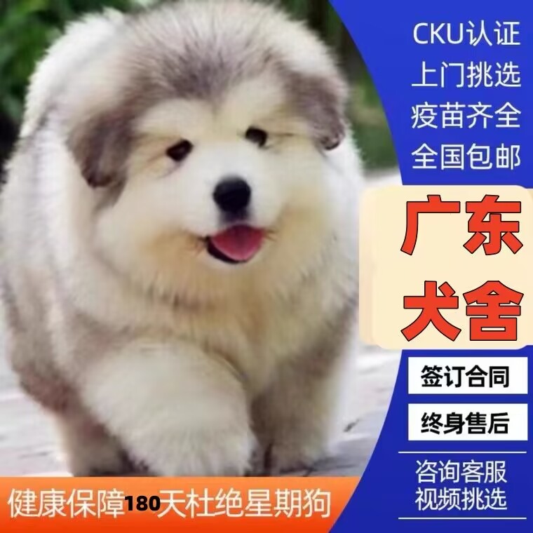 【深圳犬舍】纯种阿拉斯加幼犬狗狗雪橇犬灰黑棕红色熊版幼犬小狗 宠物/宠物食品及用品 狗狗 原图主图