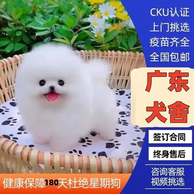 【广州犬舍】纯种博美幼犬活体俊介长不大袖珍茶杯犬小型犬宠物狗