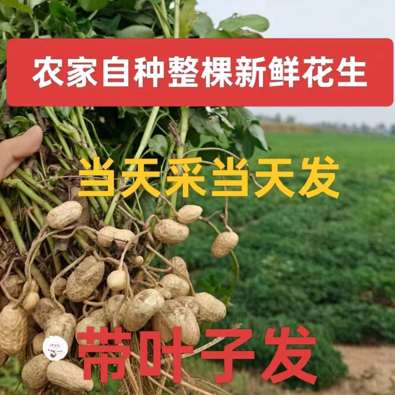 2026年新鲜现挖嫩湿花生河南新鲜花生农家自种带壳泥带叶花生根图片