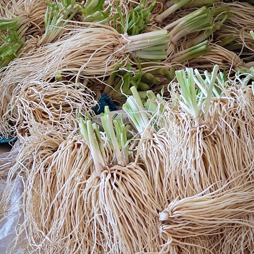 云南特产新鲜撇菜根大韭菜根