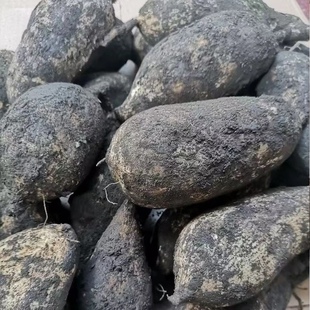 云南德宏特产新鲜蔬菜洋丝瓜根洋瓜佛手瓜根寿瓜